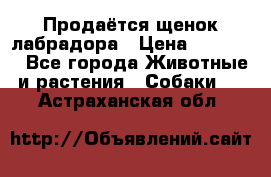 Продаётся щенок лабрадора › Цена ­ 30 000 - Все города Животные и растения » Собаки   . Астраханская обл.